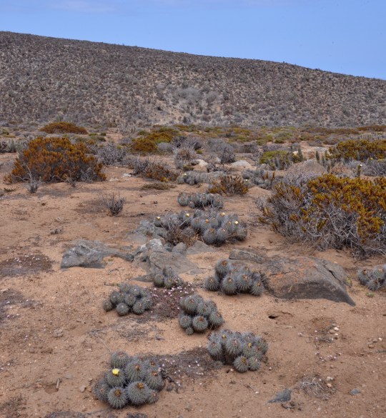 S2952 - Copiapoa coquimbana