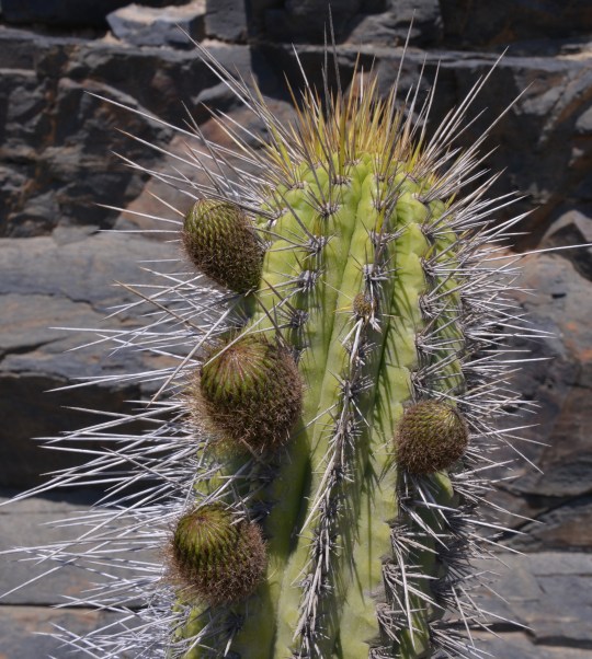 S2954 But based on the spiny hypanthium, it's Eulychnia castanea!