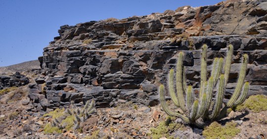 S2954 Eulychnia castanea (left) and E. acida (right) judging on growth habit