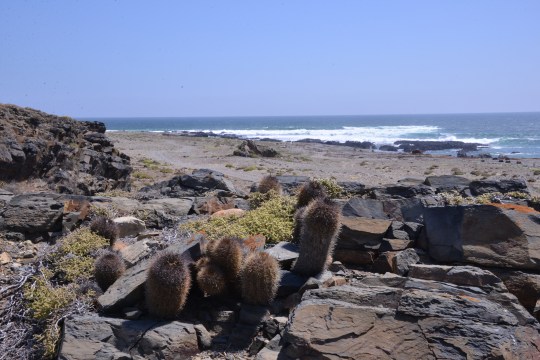 S2954 Eriosyce subgibbosa