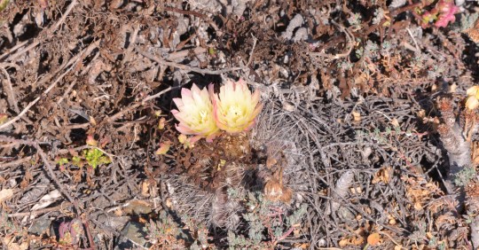 S2955 Eriosyce chilensis