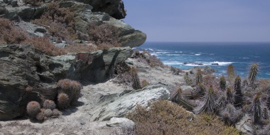 S2956 Copiapoa coquimbana (L) and Eulychnia castanea (R)