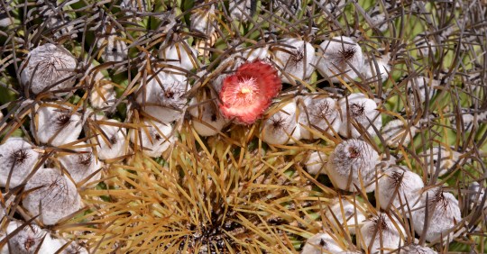 S2958 Eriosyce aurata