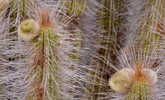 S2962 Eulychnia breviflora fa