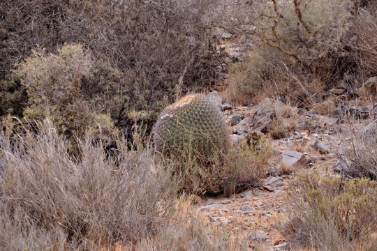 S2963 Eriosyce aurata