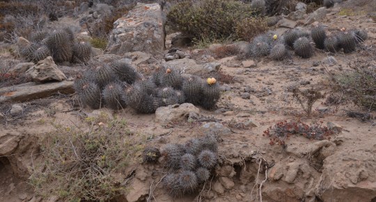 S2971 Copiapoa coquimbana (syn. C. pendulina?)
