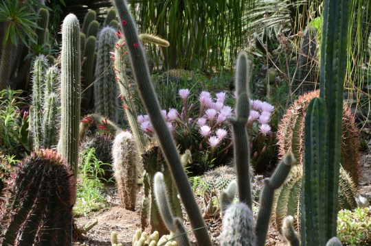 S2759 - Obesa Cactus Garden