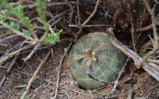 S2761 - Euphorbia obesa