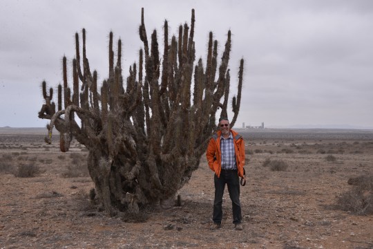 S2901 - Massive Eulychnia acida + me for scale. I wonder what the construction is in the back ground?