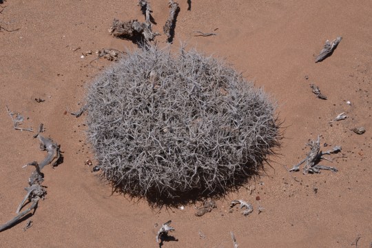 S2902 Tillandsia landbeckii