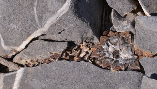 Ariocarpus kotschoubeyanus 'elephantidens'