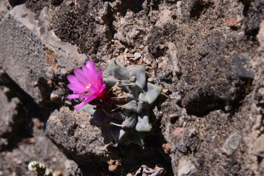 Turbinicarpus alonsoi in flower