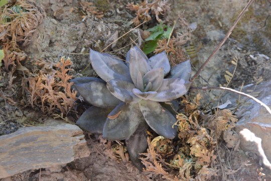 Echeveria xichuensis