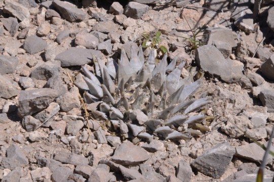 Ariocarpus retusus - El Huizache Junction, San Luis Potosi