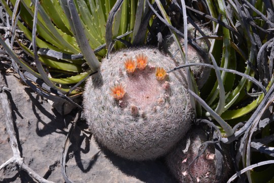 Mammilloydia candida