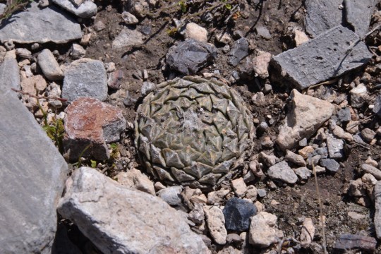 Pelecyphora strobiliformis