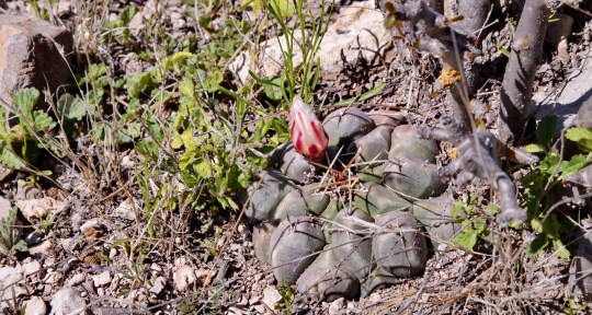 Thelocactus sp - S3062