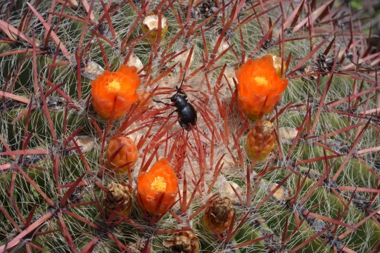 Ferocactus pilosus - S3063 near La Escondida