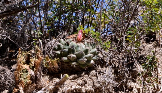 Thelocactus buekii, La Providensia
