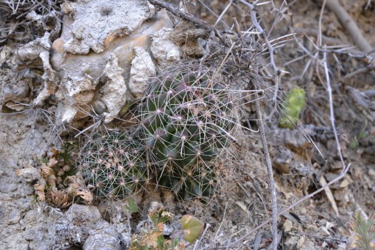 Thelocactus sp, La Providensia