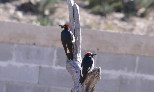 Woodpeckers - S3066