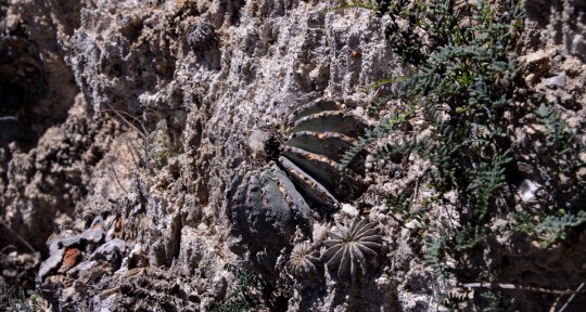 Aztekium hinoni and Geohintonia mexicana - S306