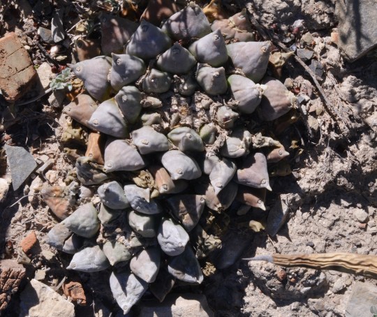 Ariocarpus retusus - S3068