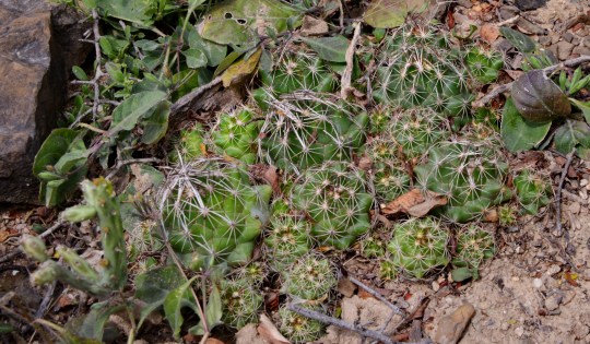 Coryphantha nickelsiae - S3071