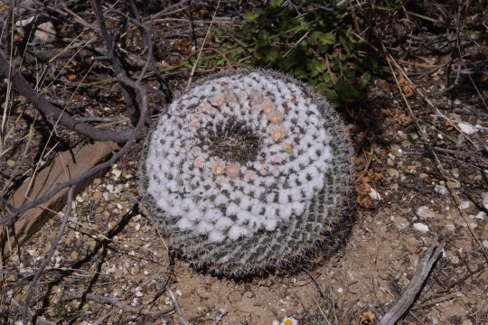 Mammillaria formosa ssp chionocephala - S3074