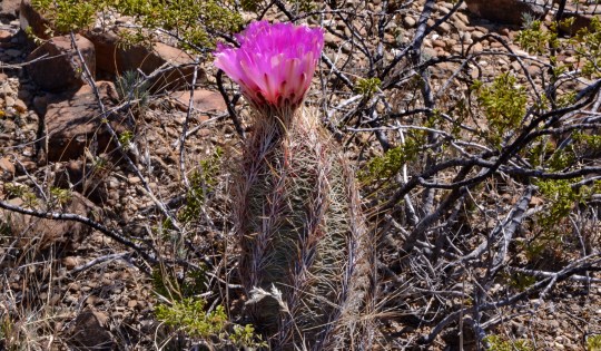 Thelocactus bicolor ssp bolaensis - S3075