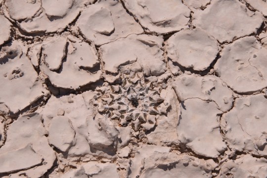 Ariocarpus kotschoubeyanus - S3085