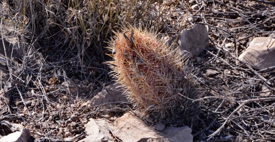 Thelocactus bicolor - S3087 syn. T. wagnerianus?