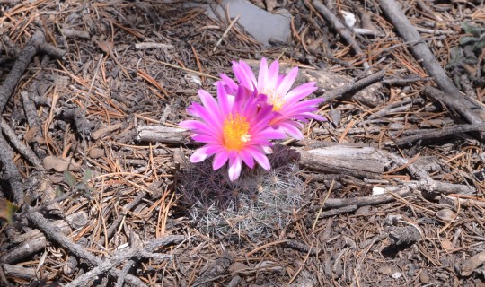 Turbinicarpus (Gymnocactus) beguinii - S3098)