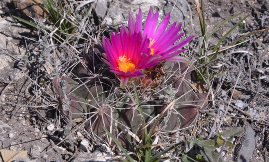 Thelocactus buekii 'matudae'
