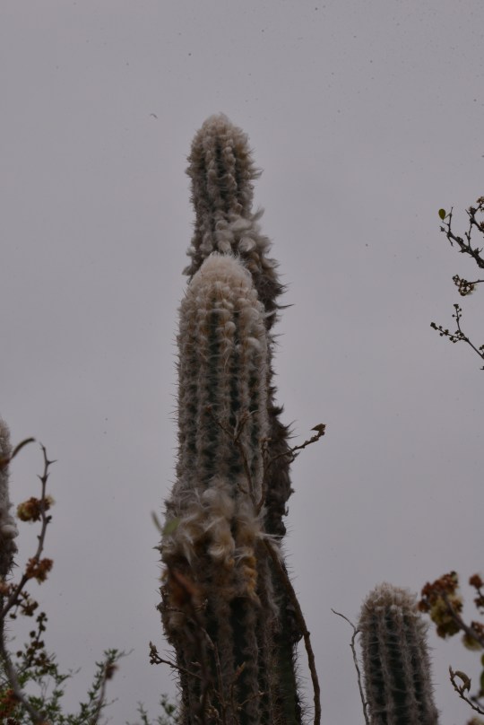 Pilosocereus leucocephalus - S3106