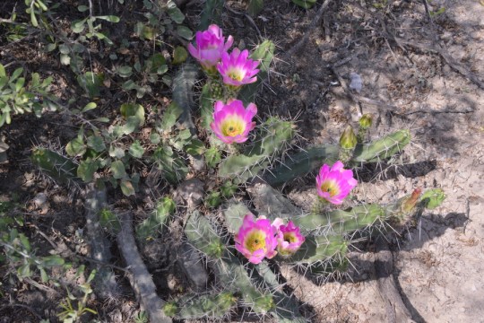 Echinocereus pentalophus