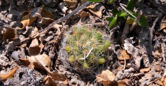 Mammillaria baumii - S3108