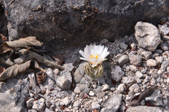 Turbinicarpus rioverdense