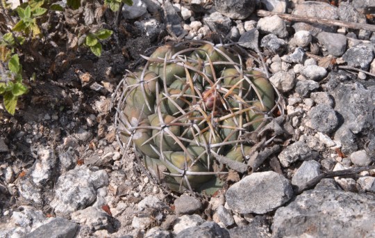 Thelocactus hexaedroforus - S3126