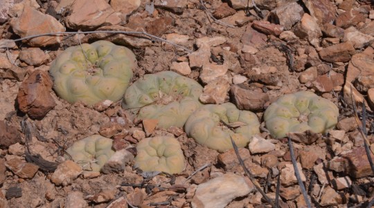 Lophophora diffusa - S 3128