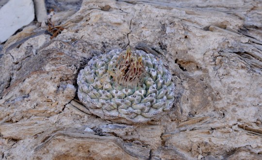 Strombocactus disciformis - S3129