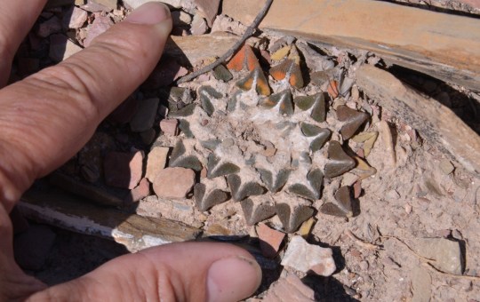 Ariocarpus kotschoubeyanus 'elephantidens'