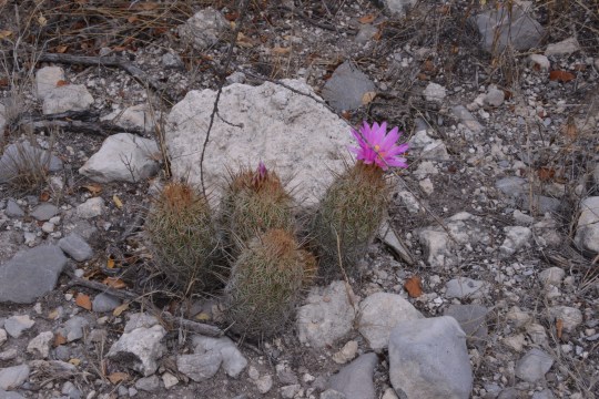 Thelocactus hastifer - S3134