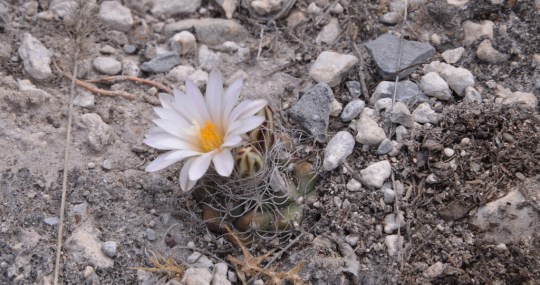 Turbinicarpus macrochele