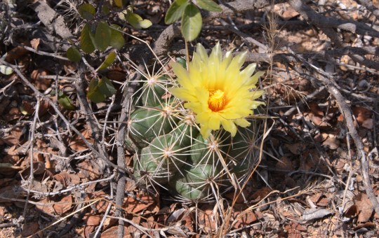 Thelocactus leucacanthus ssp leucacanthus - S3135