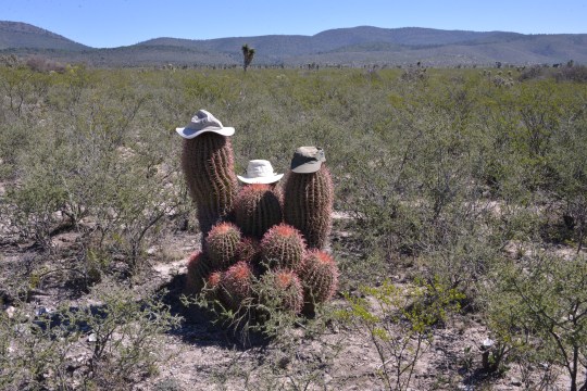 Ferocactus pilosus group photo - S3096