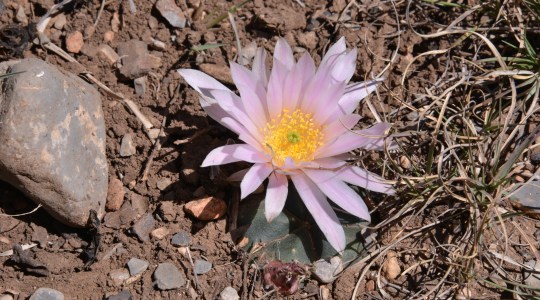 Echinocereus knippelianus - S3097