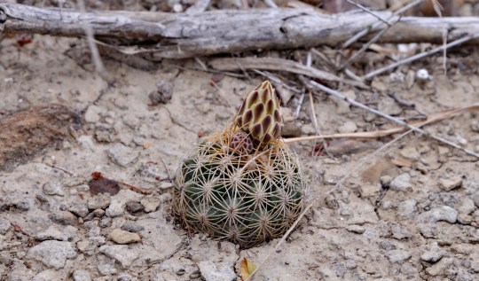 Thelocactus bicolor ssp schwarzii - S3105