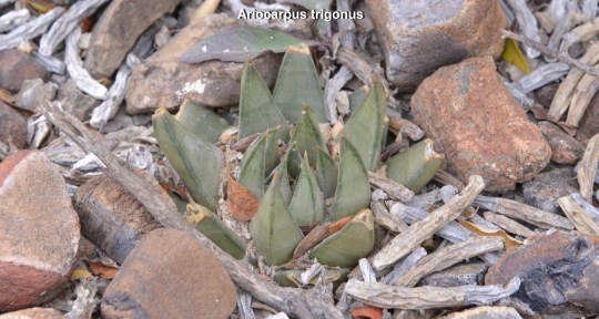 Ariocarpus trigonus S3105