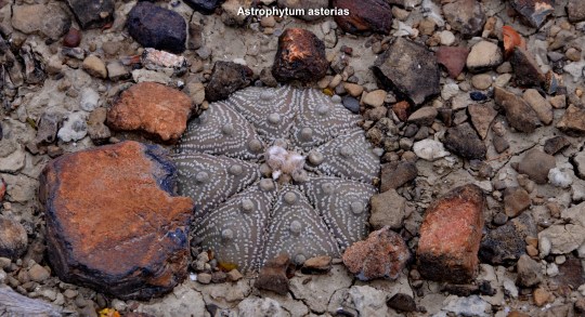 Astrophytum asterias - S3105